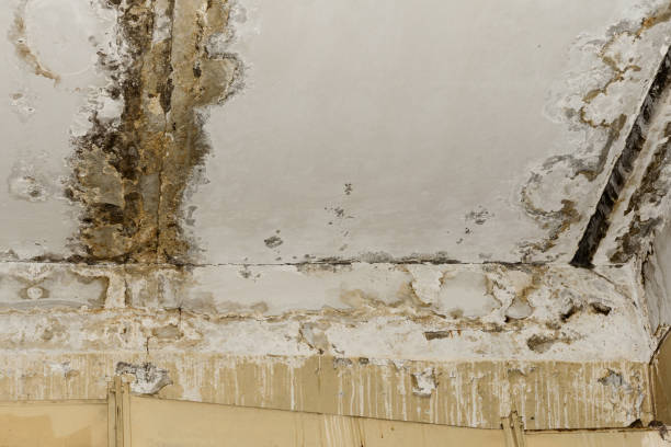 Murfreesboro, TN Mold Inspection, Removal & Remediation Company